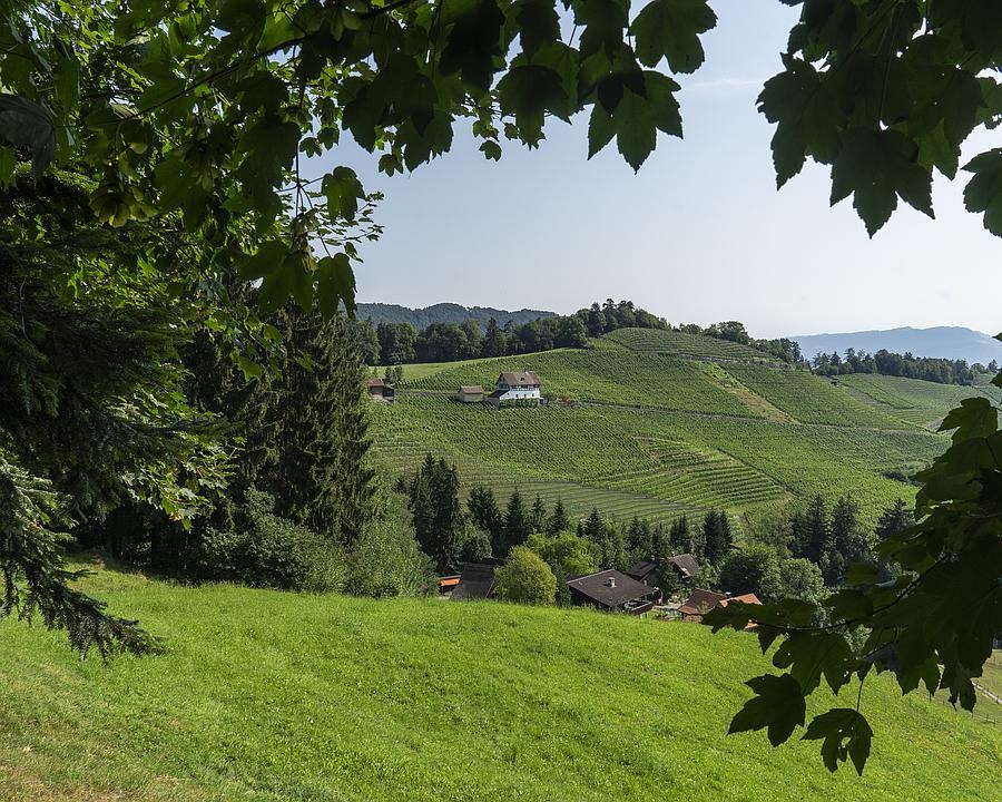 Rheintaler Höhenweg – Landschaft